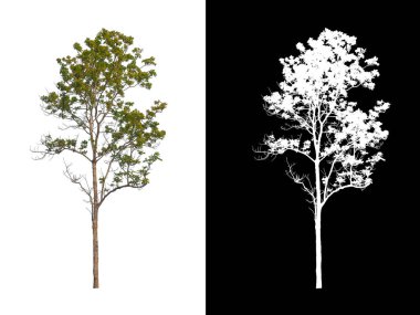 Beyaz arkaplanda izole edilmiş ağaçlar hem yazdırma hem de web sayfaları için uygundur