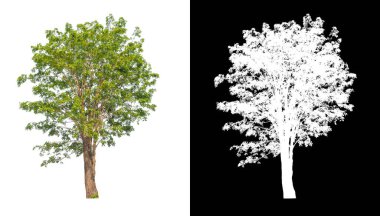Beyaz arkaplanda izole edilmiş ağaçlar hem yazdırma hem de web sayfaları için uygundur