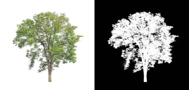 kırpma yolu ve alfa kanalı ile beyaz arkaplanda izole edilmiş ağaç