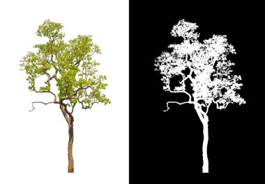 kırpma yolu ve alfa kanalı ile beyaz arkaplanda izole edilmiş ağaç
