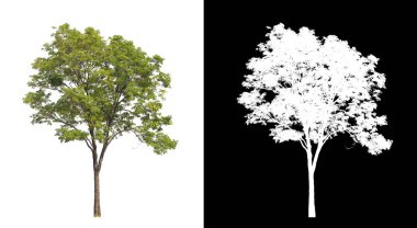 kırpma yolu ve alfa kanalı ile beyaz arkaplanda izole edilmiş ağaç