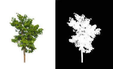 Beyaz arkaplanda izole edilmiş ağaçlar hem yazdırma hem de web sayfaları için uygundur