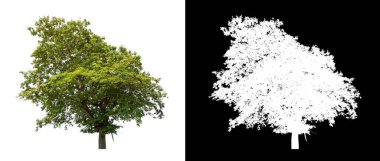 Kırpma yolu ve alfa kanalı olan beyaz bir arkaplanda izole edilmiş ağaç