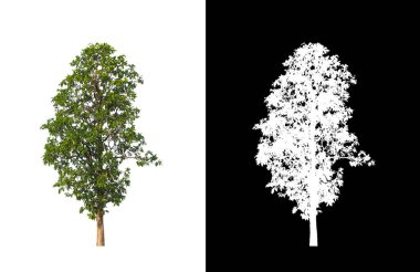 Kırpma yolu ve alfa kanalı olan beyaz bir arkaplanda izole edilmiş ağaç
