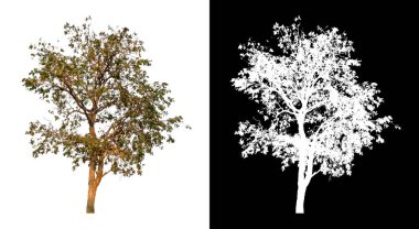 Kırpma yolu ve alfa kanalı olan beyaz bir arkaplanda izole edilmiş ağaç