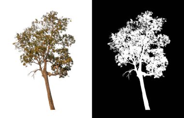Kırpma yolu ve alfa kanalı olan beyaz bir arkaplanda izole edilmiş ağaç