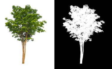Kırpma yolu ve alfa kanalı olan beyaz bir arkaplanda izole edilmiş ağaç
