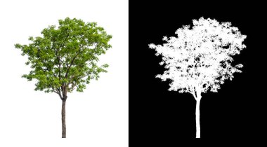 Kırpma yolu ve alfa kanalı olan beyaz bir arkaplanda izole edilmiş ağaç