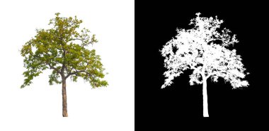 Beyaz arkaplandaki ağaç