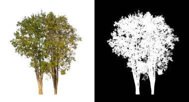 Siyah arkaplanda kırpma yolu ve alfa kanalı olan tek bir ağaç