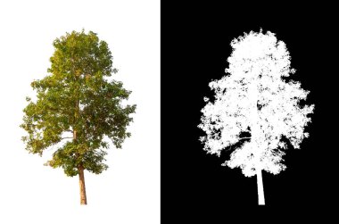 Siyah arkaplanda kırpma yolu ve alfa kanalı olan tek bir ağaç