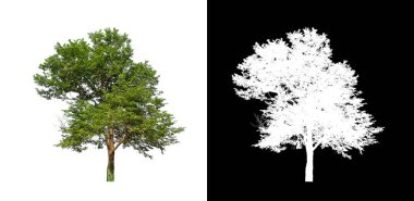 kırpma yolu ve alfa kanalı ile beyaz arkaplanda izole edilmiş ağaç