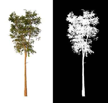 Siyah arkaplanda kırpma yolu ve alfa kanalı olan tek bir ağaç