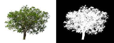 kırpma yolu ve alfa kanalı ile beyaz arkaplanda izole edilmiş ağaç