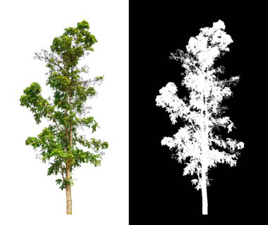 Beyaz arkaplanda izole edilmiş ağaçlar hem yazdırma hem de web sayfaları için uygundur