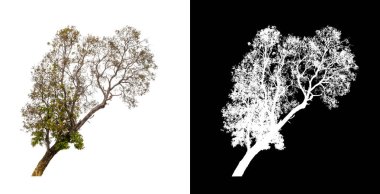 Siyah arkaplanda kırpma yolu ve alfa kanalı olan tek bir ağaç