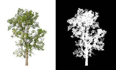 Beyaz arkaplanda izole edilmiş ağaç her iki yazdırma için de uygundur