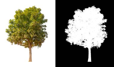 Beyaz arkaplanda izole edilmiş ağaçlar hem yazdırma hem de web sayfaları için uygundur