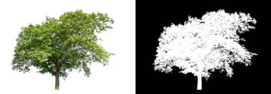 Beyaz arkaplanda izole edilmiş ağaçlar hem yazdırma hem de web sayfaları için uygundur