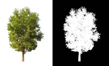 Beyaz arkaplanda izole edilmiş ağaçlar hem yazdırma hem de web sayfaları için uygundur
