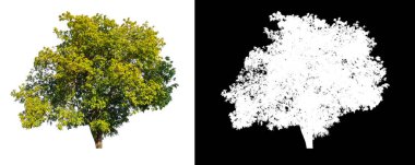 Beyaz arkaplanda izole edilmiş ağaçlar hem yazdırma hem de web sayfaları için uygundur