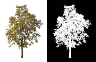 Beyaz arkaplanda izole edilmiş ağaçlar hem yazdırma hem de web sayfaları için uygundur