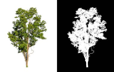 Beyaz arkaplanda izole edilmiş ağaçlar hem yazdırma hem de web sayfaları için uygundur