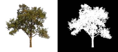 Beyaz arkaplandaki ağaç