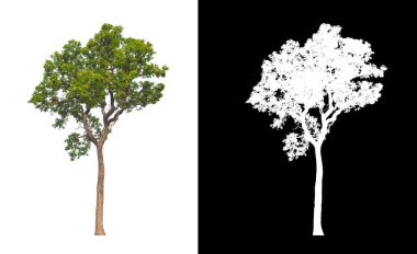 kırpma yolu ve alfa kanalı ile beyaz arkaplanda izole edilmiş ağaç