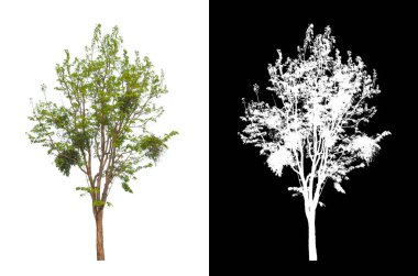 Beyaz arkaplanda izole edilmiş ağaçlar hem yazdırma hem de web sayfaları için uygundur