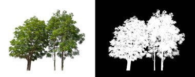 Beyaz arkaplanda izole edilmiş ağaçlar hem yazdırma hem de web sayfaları için uygundur