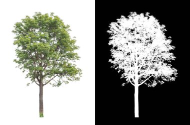 Beyaz arkaplanda izole edilmiş ağaçlar hem yazdırma hem de web sayfaları için uygundur