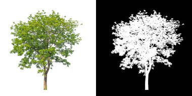Beyaz arkaplanda izole edilmiş ağaçlar hem yazdırma hem de web sayfaları için uygundur