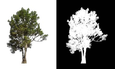 Beyaz arkaplanda izole edilmiş ağaçlar hem yazdırma hem de web sayfaları için uygundur