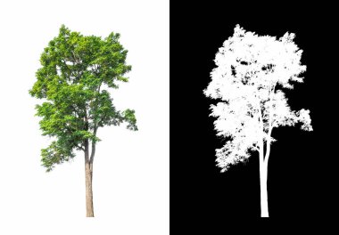 kırpma yolu ve alfa kanalı ile beyaz arkaplanda izole edilmiş ağaç
