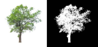 Beyaz arkaplandaki ağaç