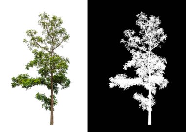 Beyaz arkaplanda izole edilmiş ağaçlar hem yazdırma hem de web sayfaları için uygundur