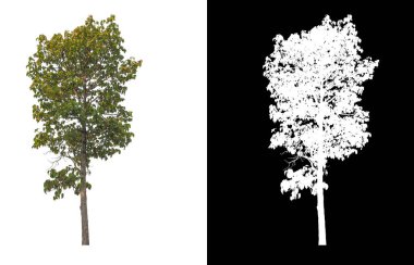 Beyaz arkaplanda izole edilmiş ağaçlar hem yazdırma hem de web sayfaları için uygundur