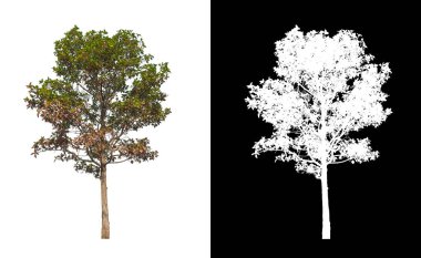 Beyaz arkaplanda izole edilmiş ağaçlar hem yazdırma hem de web sayfaları için uygundur