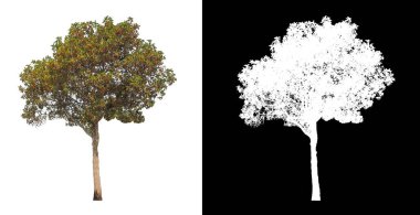 Beyaz arkaplanda izole edilmiş ağaçlar hem yazdırma hem de web sayfaları için uygundur