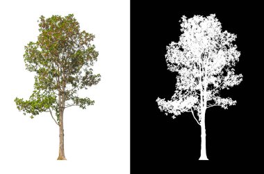Beyaz arkaplanda izole edilmiş ağaçlar hem yazdırma hem de web sayfaları için uygundur
