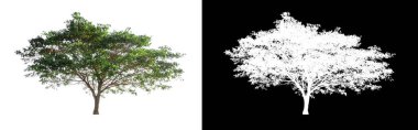 kırpma yolu ve alfa kanalı ile beyaz arkaplanda izole edilmiş ağaç