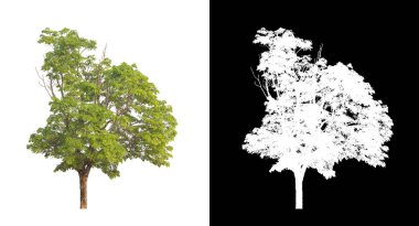 kırpma yolu ve alfa kanalı ile beyaz arkaplanda izole edilmiş ağaç
