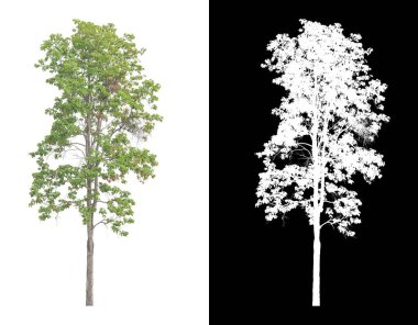 Beyaz arkaplandaki ağaç