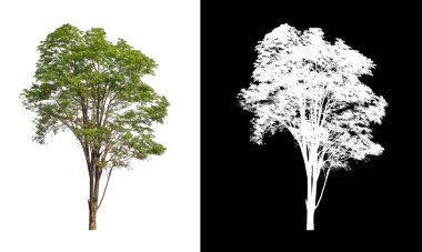 kırpma yolu ve alfa kanalı ile beyaz arkaplanda izole edilmiş ağaç