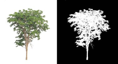 kırpma yolu ve alfa kanalı ile beyaz arkaplanda izole edilmiş ağaç