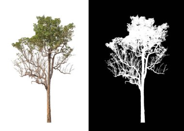 kırpma yolu ve alfa kanalı ile beyaz arkaplanda izole edilmiş ağaç