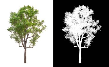 kırpma yolu ve alfa kanalı ile beyaz arkaplanda izole edilmiş ağaç