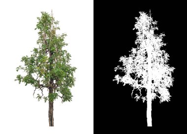 kırpma yolu ve alfa kanalı ile beyaz arkaplanda izole edilmiş ağaç