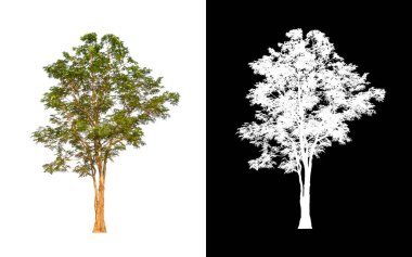 Siyah arkaplanda kırpma yolu ve alfa kanalı olan tek bir ağaç